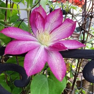 Meet your Posher, Tamara